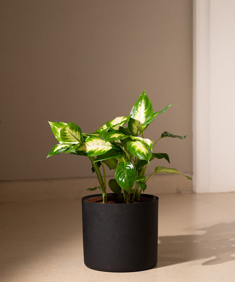 Dieffenbachia with Zen Planter