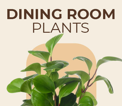 Indoor plants for 2024 dining table