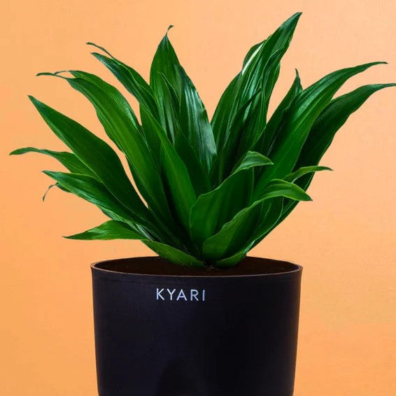 Main Planter Image