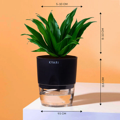 dracaena watering Dracaena Compacta Plant With Self Watering Pot – Kyari.co