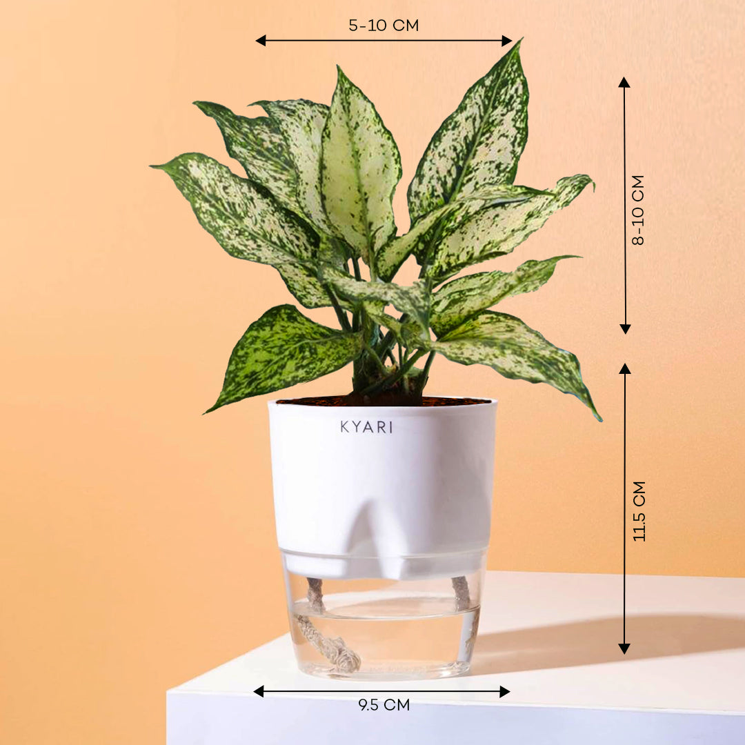 aglaonema snow white care tips Aglaonema Snow White Plant With Mylo Planter – Kyari.co