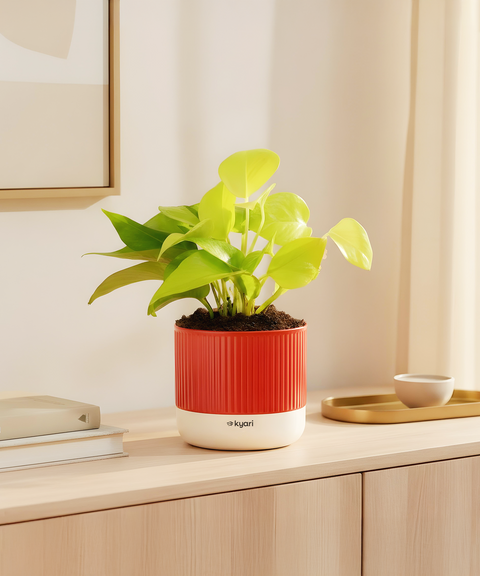 Golden Money Plant With Mylo Planter