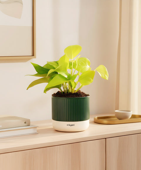 Golden Money Plant With Mylo Planter