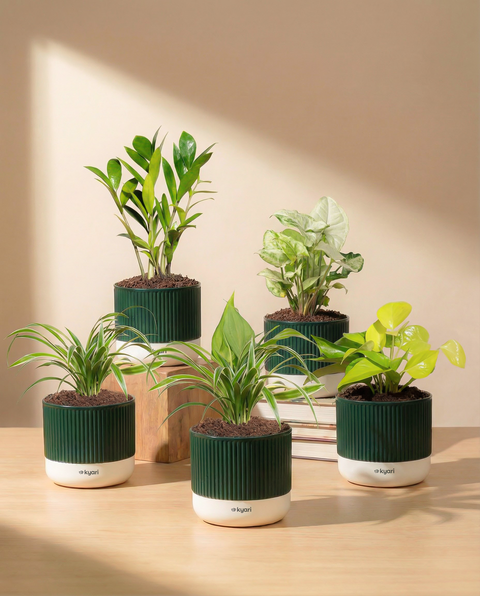 Best For Office Combo