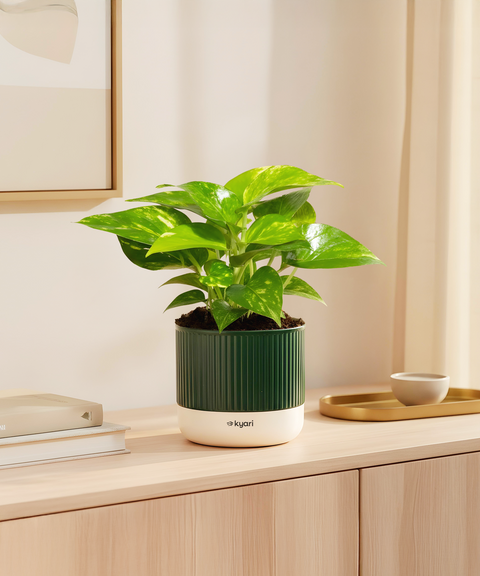 Money Variegated Plant With Mylo Planter