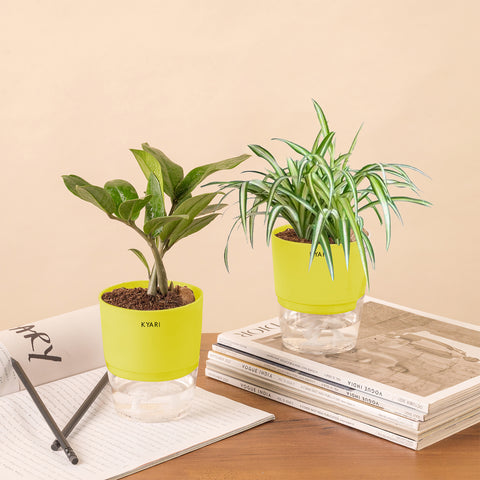 Set of 2 - ZZ - Zamia Green & Spider Plant