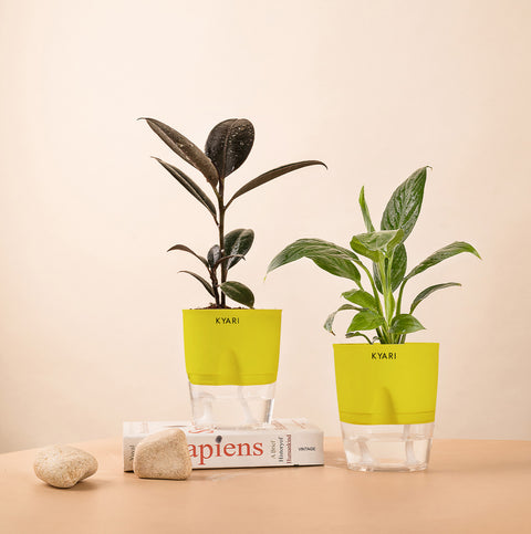 Set of 2 - Peace Lily & Black Rubber Plant