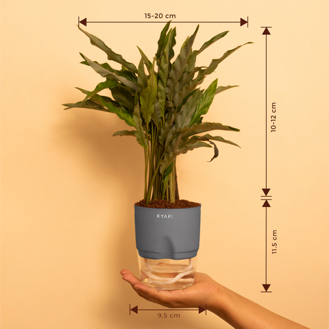 Calathea Rufibarba Plant