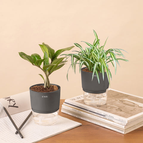 Set of 2 - ZZ - Zamia Green & Spider Plant