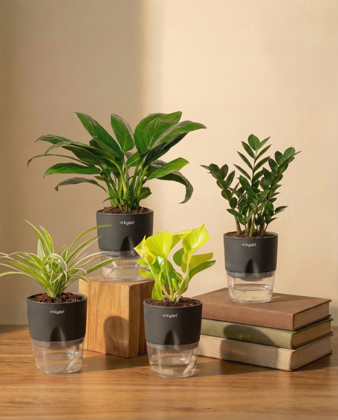 Best For Office Combo