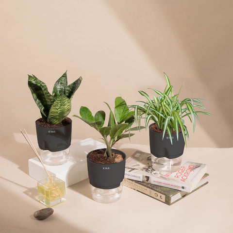 Set of 3 - Spider & Green Snake & ZZ - Zamia Green Plant