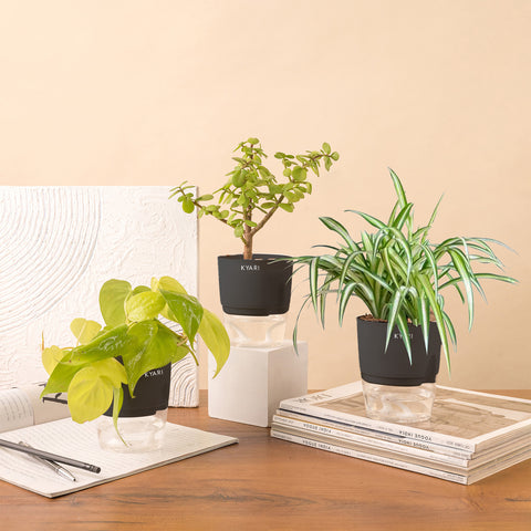 Set of 3 - Lucky Jade & Spider & Golden Money Plant