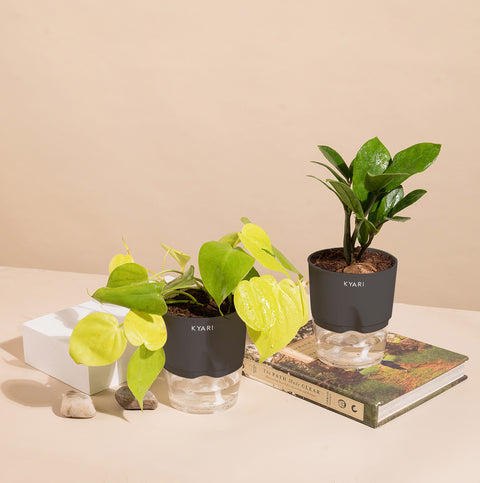 Set of 2 - ZZ - Zamia Green & Golden Money Plant