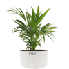 Stress Buster Plants