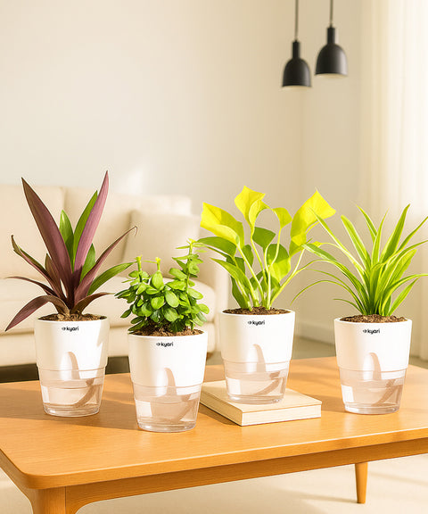 Jade Plant, Spider Plant, Oyster Plant, Golden Money Plant