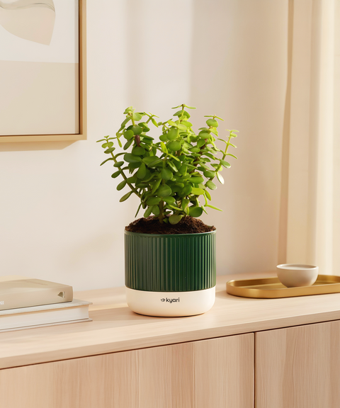 Lucky Jade Plant With Mylo Planter