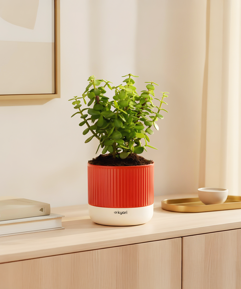 Lucky Jade Plant With Mylo Planter