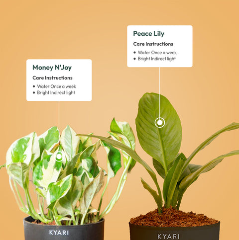 Set of 2 - Money N'Joy & Peace Lily Plant