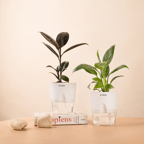 Set of 2 - Peace Lily & Black Rubber Plant