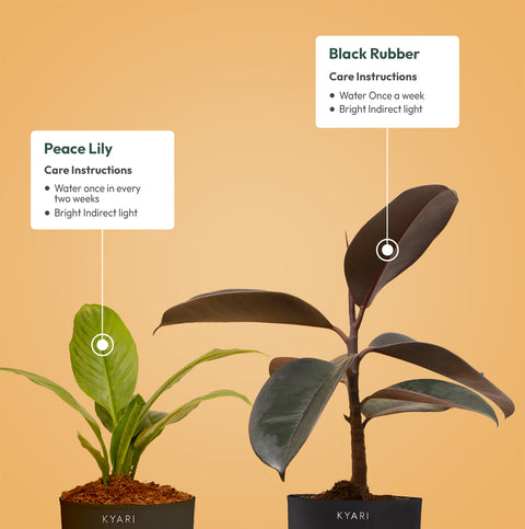 Set of 2 - Peace Lily & Black Rubber Plant