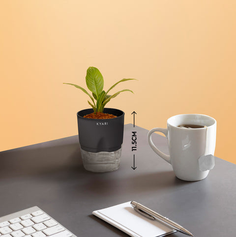 Set of 2 - Peace Lily & Black Rubber Plant