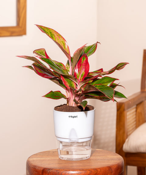 Aglaonema Lipstick Plant With Self Watering Pot