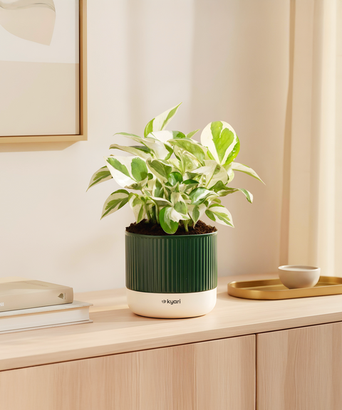 Money N'Joy Plant With Mylo Self Watering Pot