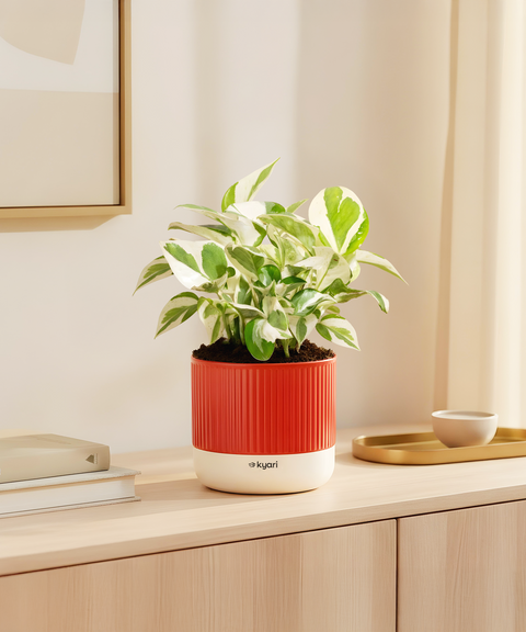 Money N'Joy Plant With Mylo Self Watering Pot