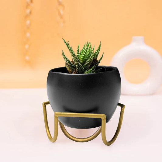 Solid 3.5"  Apple Miniature Pot with Stand Paytm Offer