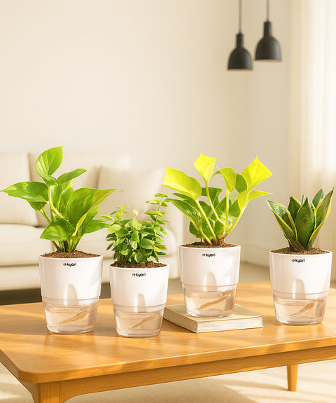 Set of 4 - Money Variegated, Golden Money, Golden Snake, Jade Plants