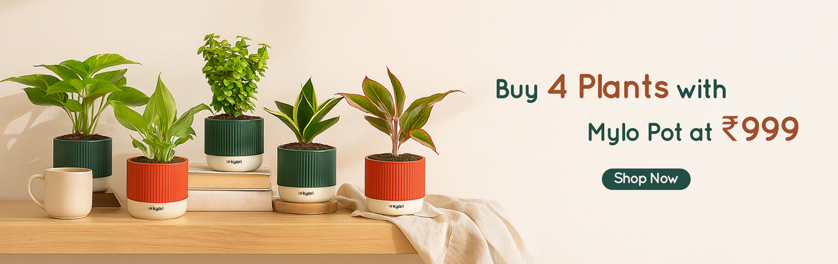 India's #1 Plant & Pots Store| As seen on Shark Tank| Kyari.co