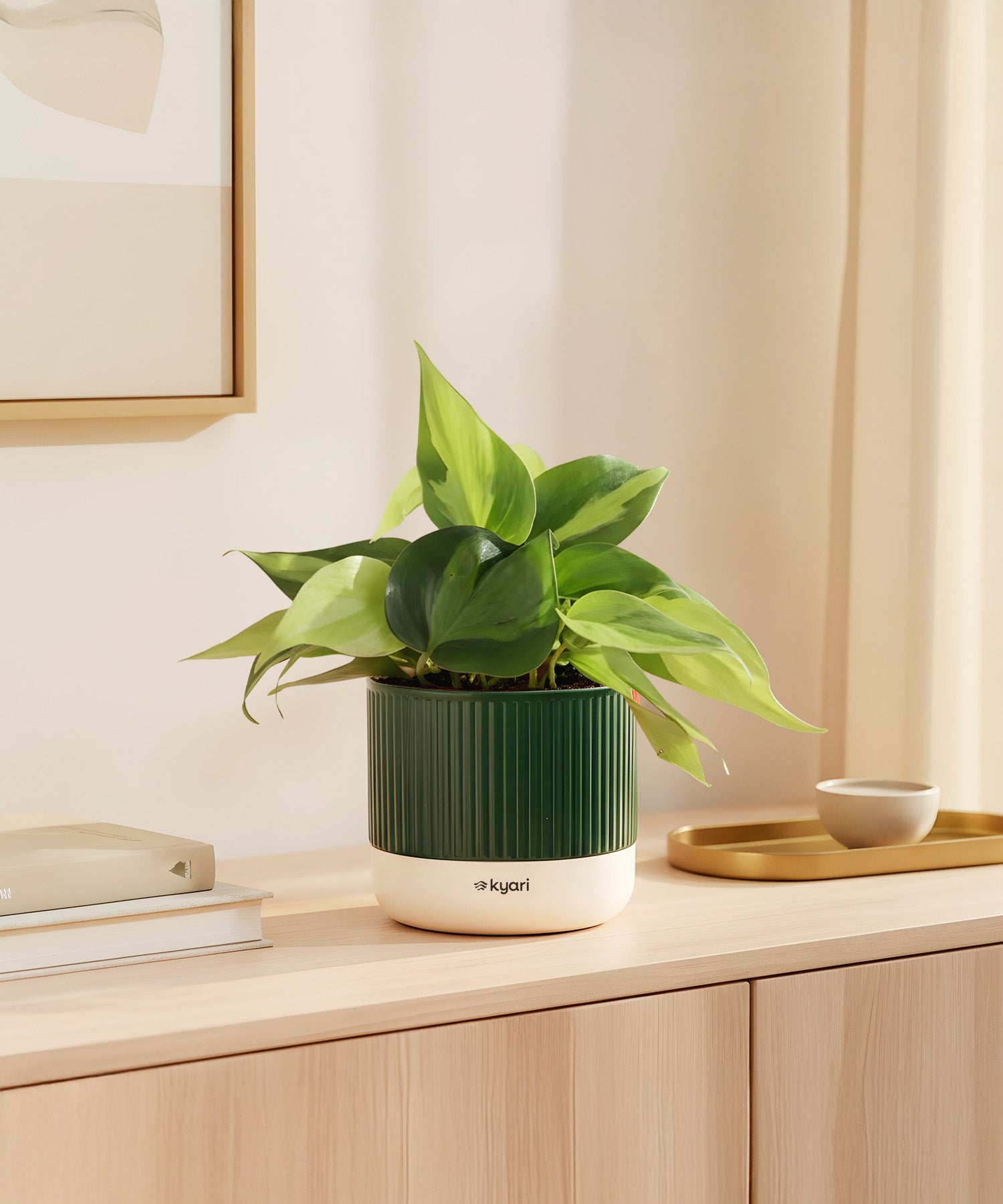 Philodendron Oxycardium Variegated Plant With Mylo Planter