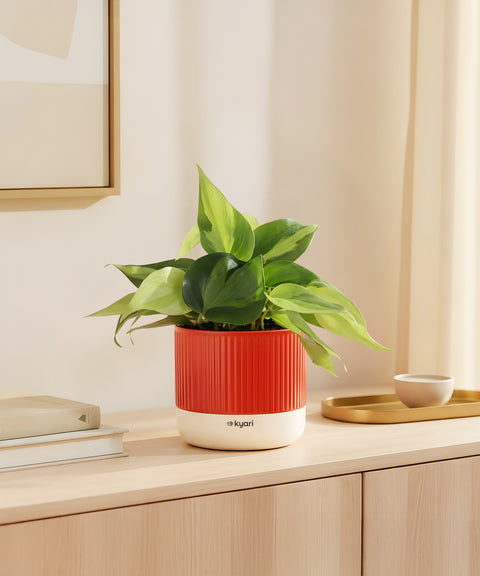 Philodendron Oxycardium Variegated Plant With Mylo Planter