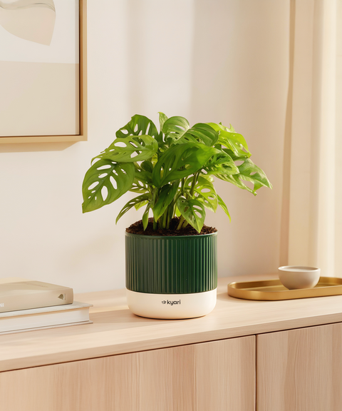 Philodendron Broken Heart Plant With Mylo planter