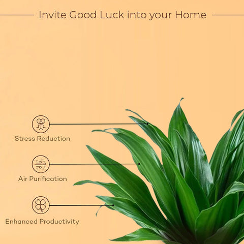 dracaena compacta watering Dracaena Compacta Plant With Self Watering Pot