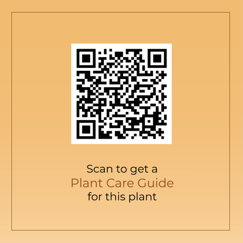 Philodendron Ceylon (Golden) Plant