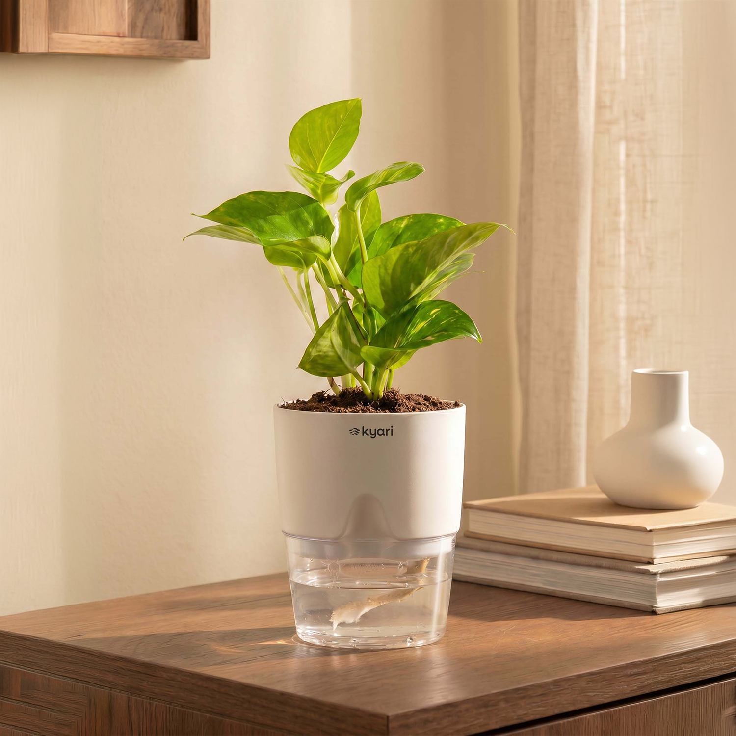 Money Variegated Plant With Self Watering Pot