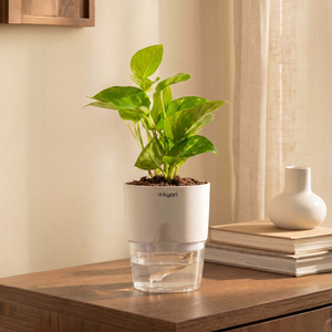 Money Variegated Plant With Self Watering Pot