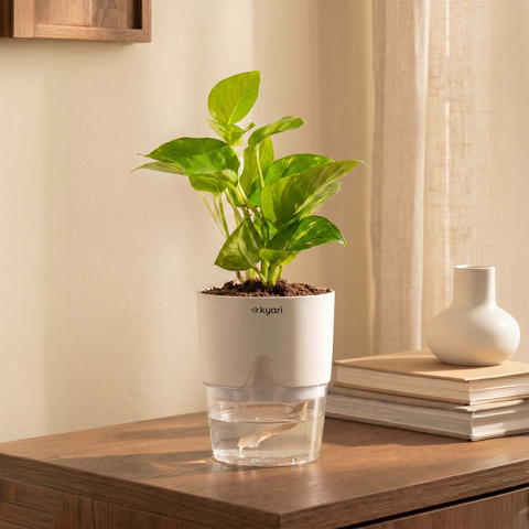 Money Variegated Plant With Self Watering Pot