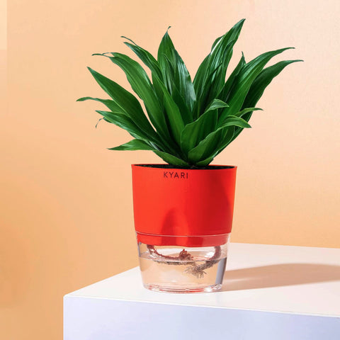 Dracaena Compacta Plant - BYOB