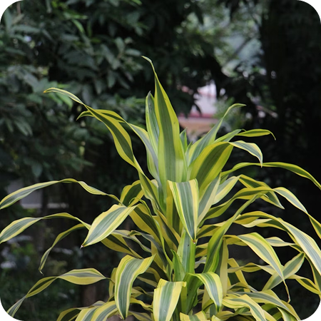 Low-maintenance, climate-friendly plant choices