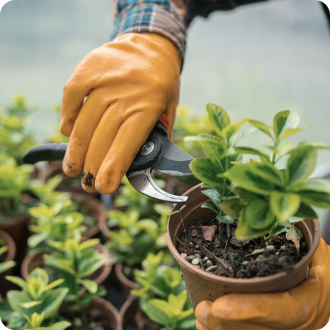 Plant Health & Maintenance