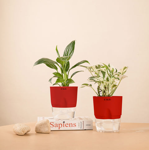 Set of 2 - Money N'Joy & Peace Lily Plant