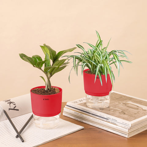 Set of 2 - ZZ - Zamia Green & Spider Plant