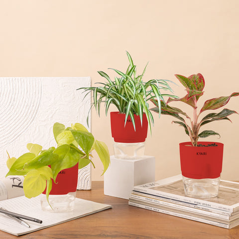 Set of 3 - Spider & Aglaonema Lipstick & Golden Money Plant