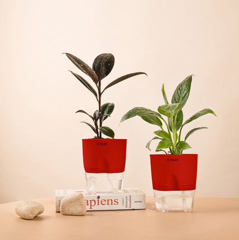 Set of 2 - Peace Lily & Black Rubber Plant