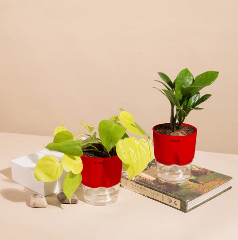 Set of 2 - ZZ - Zamia Green & Golden Money Plant