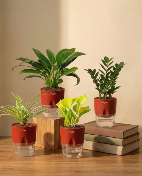 Best For Office Combo