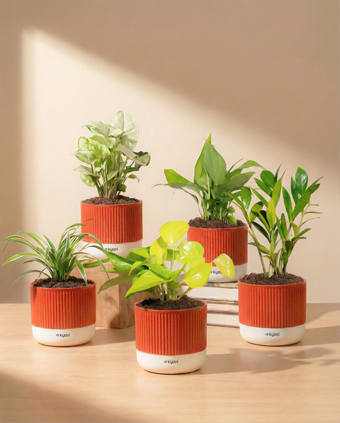 Best For Office Combo