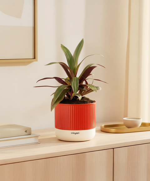 Rhoeo Tricolor Plant With Mylo Planter